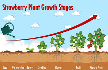 Wall Mural - Life cycle of strawberry diagram