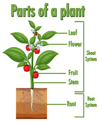 Wall Mural - diagram showing parts of a plant