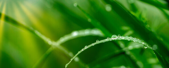 Wall Mural - Juicy green grass with dew drops. Fresh green natural abstract background. The concept of freshness and coolness.