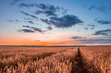 Fototapeta Kawa jest smaczna - Golden ears of wheat on the field. Grain agricultural crops. Beautiful rural landscape.