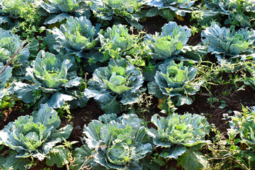 Wall Mural - Cabbage plant field. Green cabbage plantation in the soil.