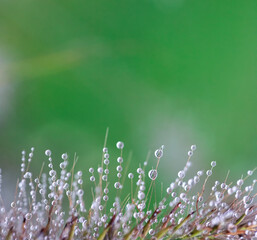 Wall Mural - Juicy green grass with dew drops. Fresh green natural abstract background. The concept of freshness and coolness.