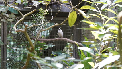 Wall Mural - White-shouldered Starling（学名：Sturnia sinensis）は、アジアに生息する鳥の一種です。彼らは白い肩と青い光沢のある羽毛を持ち、特に背中や翼に白い斑点があります。彼らは主に森林や林縁、農耕地などに生息し、小さな昆虫や果実を食べます。White-shouldered Starlingは、群れで行動することがよくあり、飛ぶ際には美しい群舞を見せることがあります。彼