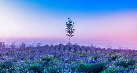 Sticker - Lavender fields with decorations. Great places for photo shoots.