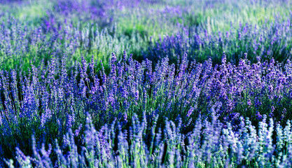 Wall Mural - Lavender flowers, abstract natural background. close up