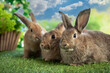 Rabbits are sitting in a green meadow. Hares eat summer marking on the grass. Bunny rabbit portrait looking away on green grass and blue sky background.