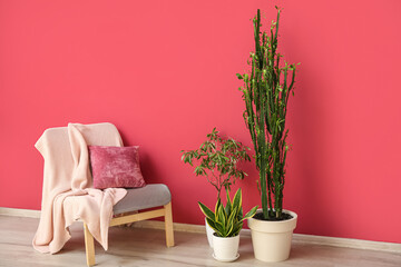 Comfortable armchair and houseplants near color wall in room