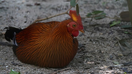 Wall Mural - Sri Lankan junglefowl|Ceylon Junglefowl|Gallus lafayette|黑尾原鸡「Sri Lankan Junglefowl」（Gallus lafayette）は、「黑尾原鸡」（こくびげんけい）または「Ceylon Junglefowl」（セイロンジャングルファウル）としても知られる鳥です。