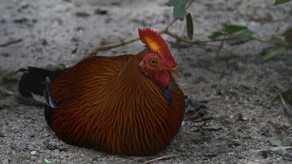 Wall Mural - Sri Lankan junglefowl|Ceylon Junglefowl|Gallus lafayette|黑尾原鸡