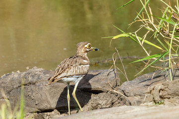 Sticker - Water thick-knee bird on a mudflat by a river