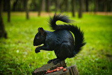 Black Squirrel Eating Peanuts In The Middle Of The Green Forest Of Mexico