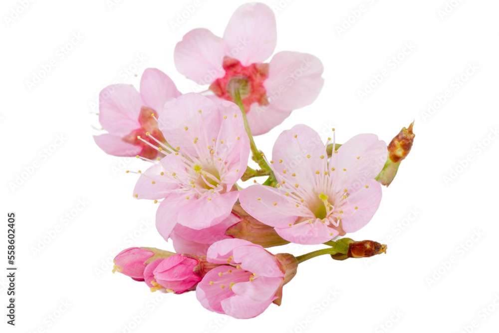 Pink cherry blossom sakura flower isolated white background. Stock ...