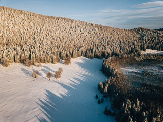 Wall Mural - Aerial view of snow-covered  trees with long shadows on the snow