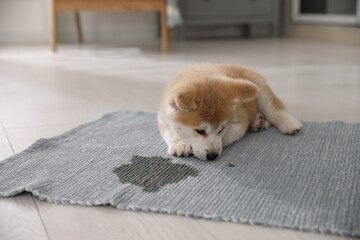 Wall Mural - Adorable akita inu puppy near puddle on rug at home