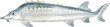 watercolor sturgeon sea animal fish
