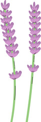 Wall Mural - lavender flower plant floral decoration clipart