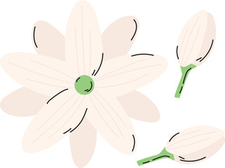 Wall Mural - jasmine flower plant floral decoration clipart