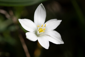 Wall Mural - spring flower star of bethlehem