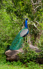 Poster - Peacock (Pavo cristatus) is sitting on a stone. Sri Lanka. Yala National park