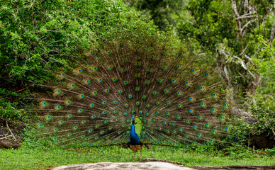 Poster - Peacock (Pavo cristatus) with a spread tail stands on a stone in the background of the jungle. Sri Lanka. Yala National park