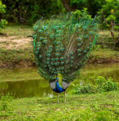 Poster - Peacock (Pavo cristatus) in Yala National Park. Sri Lanka.