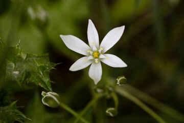 Wall Mural - spring flower star of bethlehem