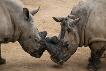 Close Up Of A Fight Between Two Rhinos