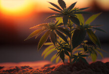 Cannabis Hemp Plants Being Grown In A Field. Marijuana Crop Farming. Generative Ai
