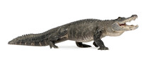 Isolated Alligator Crocodile Stock Image