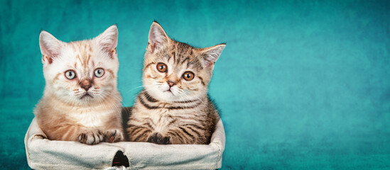 Two cute little kittens sitting in a basket on blue green background