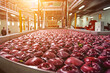 Trybuhivtsi, Ukraine – December 14, 2016: Cleaning and transporting apples in water at factory in agroindustrial company 