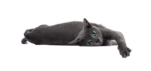 young silver tipped korat cat, laying down side ways with head over edge. looking away from camera w