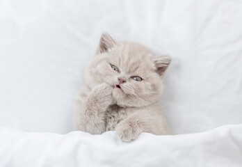 Aufkleber - Tiny kitten washing and cleaning itself under blanket on a bed at home. Top down view