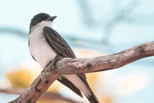 Low Angle Close-up Of Eastern Kingbird Perching On Tree