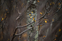 Last Leaves Of Autumn On Barren Tree Branches