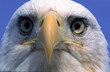 © Cavan Images - Close-up of a blad eagle's face, emphasizing its eyes.