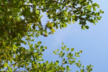 green leaves against blue sky