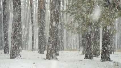 Canvas Print - Heavy snowfall in pine forest in the evening. Blizzard covering everything in white blanket