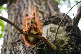 Fototapeta Zwierzęta - Bliskie spotkanie z wiewiórką na drzewie 
