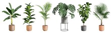 Collection Of Beautiful Plants In Ceramic Pots Isolated On Transparent Background. 3D Rendering.