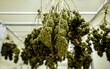 Cannabis Marijuana Drying Commercial indoor lab in weed farming
