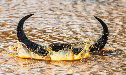 Poster - Asian water buffalo (Bubalus bubalis migona)  in the water in the Yala National Park. Sri Lanka.