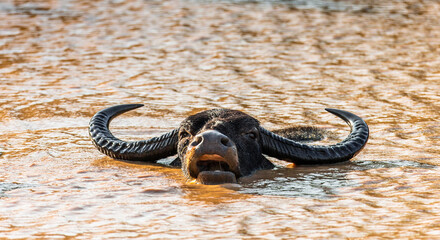 Poster - Asian water buffalo (Bubalus bubalis migona)  in the water in the Yala National Park. Sri Lanka.