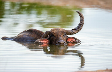 Poster - Asian water buffalo (Bubalus bubalis migona) in the water in the Yala National Park. Sri Lanka.