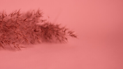 Pink pampas grass. On a light pink background. Soft, warm, banner, background, wallpaper. Gentle