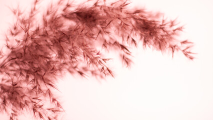 Pink pampas grass. On a light pink background. Soft, warm, banner, background, wallpaper. Gentle