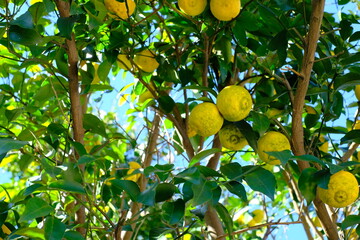 Wall Mural - fruits of Yuzu against blue sky