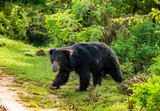 Fototapeta Sawanna - Sri Lankan sloth bear (Melursus ursinus inornatus) is walking along the road in Yala National Park. Sri Lanka.