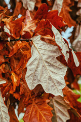 Wall Mural - Well into winter and this tree refuses to drop its leaves.  Dry leaves are still on the tree after all others have fallen to the ground in Upstate NY.