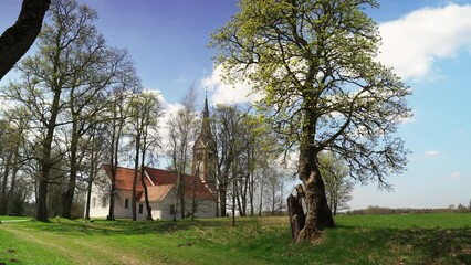 Wall Mural - An old tree with green foliage in front of a church in Latvia. The trunk destroyed by time from old age against the background of the blue sky in May. Spire with a cockerel of a high church in